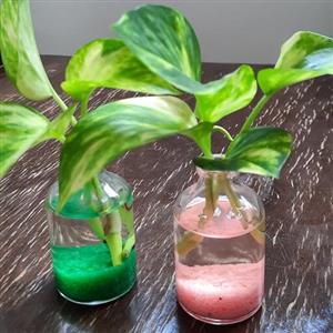 گل پتوس با گلدان شیشه ای مینیاتوری