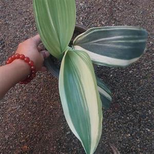 ابایی ابلق کیفیت فول سطل 3