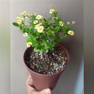 گل مرجان هلندی گلدان قهوه ای سایز 12