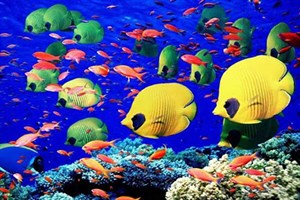 پاورپوینت اکولوژی کفزیان