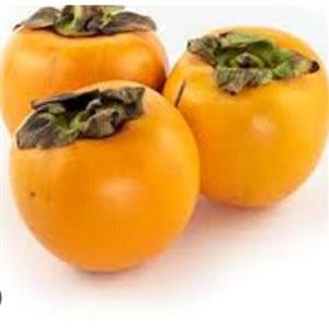 نهال خرمالو چینی سفت