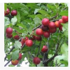 نهال آلو گیلاسی