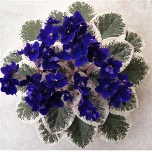 گیاهچه بنفشه آفریقایی(رنگبندی مختلف)(نمونه سایز عکس آخر)