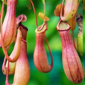 نهال گوشت خوار کوزه ای