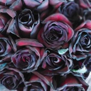 دسته گل طبیعی رز سیاه بسیار با کیفیت 