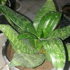 گل سانسوریای پاکوتاه سبز