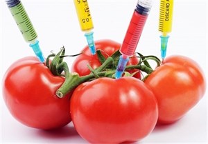 پاورپوینت محصولات دستکاری شده ژنتیک و سلامت (GMOs)