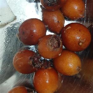 سرکه  کندوس  کاملا  طبیعی،