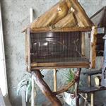 قفس ایستاده پرنده خانگی مناسب قناری،انواع طوطی و کاسکو طرح کلبه جنگلی پایه مقاوم وزیبا
