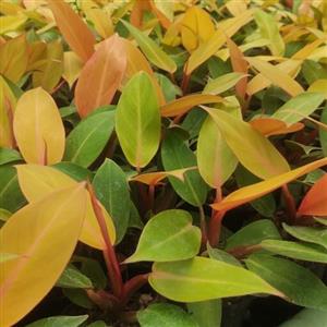 گل طبیعی فیلودندرون شاهزاده فیلو دندرون پرتقالی گل آپارتمانی گل وگیاه گل خاص