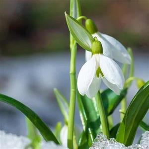 پیاز گل نرگس برفی معطر ( Galanthus woronowii)