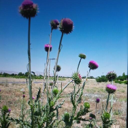 عرق خارمریم(950گرمی)