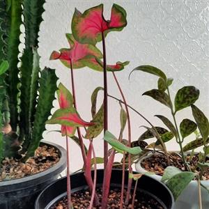 گل کالادیوم  سبز و قرمز ( گلدان سایز 8 )