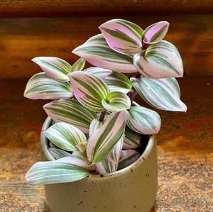 کود تقویتی مخصوص برگ بیدی ظرافت