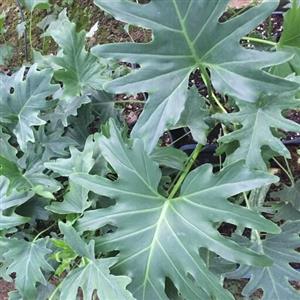 گل برگ انجیری فر (فیلودندرون سلوم)