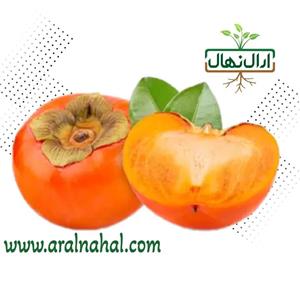 نهال خرمالو گوجه ای پنج ساله