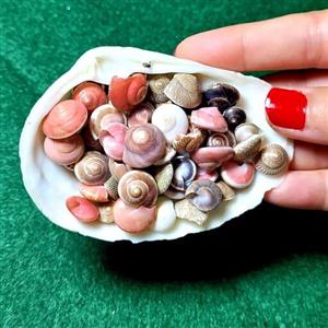 صدف حلزون رنگی(بیش از 100صدف)