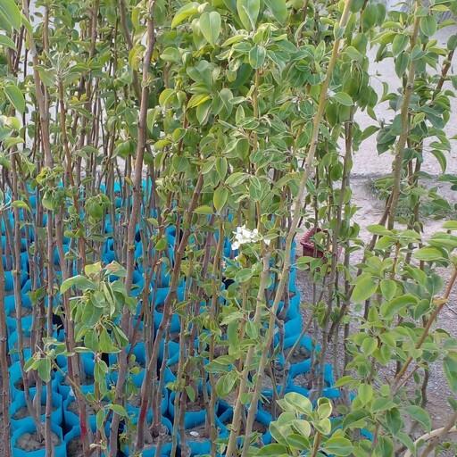 انواع نهال کیسه ای