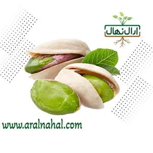 نهال پسته پیوندی اکبری