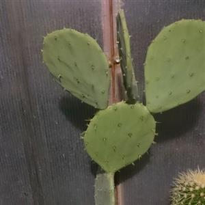 بذر کاکتوس اوپنتیا بسته 30عددی