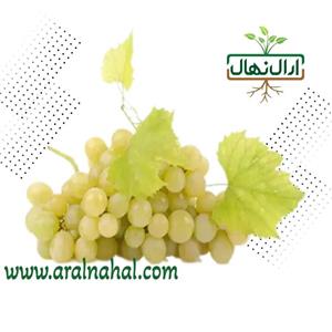 انگور سفید بیدانه (کشمشی) کمتر از 5 نهال قابل ارسال نمیباشد