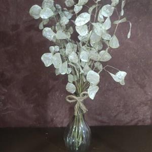 گل خشک لوناریا،علف ماه یا گل سکه ای