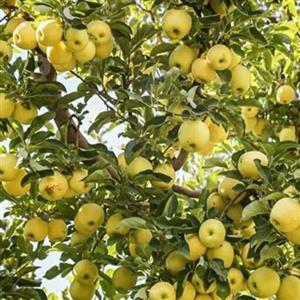 نهال سیب زرد فرانسوی