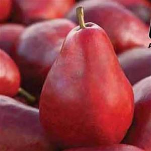 نهال گلابی ردانجو ( گلابی پوست قرمز)