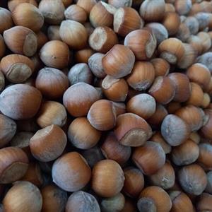 فندق خام یک کیلویی تازه