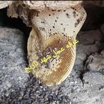 عسل صخره ای کوهی کوهستان نیم کیلویی