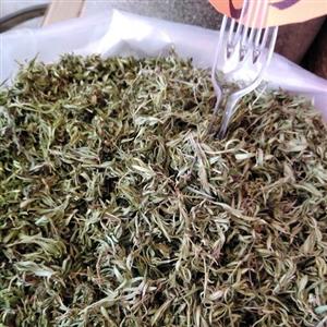 اویشن کوهی اعلا زاگرس فریدن 