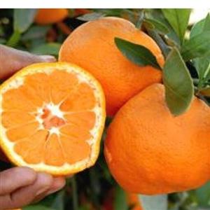 نهال نارنگی ایشیکاوا پاکوتاه