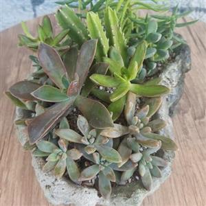دیش گاردن ساکولنت مجموعه ای زیبا از انواع ساکولنت (گیاهان گوشتی)  در گلدان سنگی زیبا می باشد.