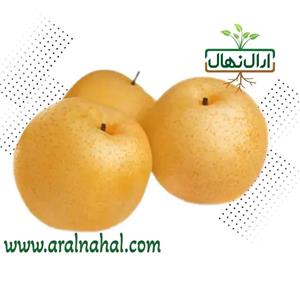 نهال گلابی ناشی (گلابی پرتقالی)