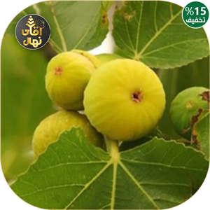 نهال انجیر زرد عسلی  (حداقل ارسال 5 تا نهال هست) کمتر از 5 نهال ارسال نداریم
