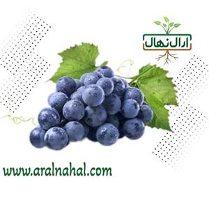 نهال انگور سیاه سردشت (شرابی) (حداقل ارسال 5 تا نهال هست) کمتر از 5 نهال ارسال نداریم