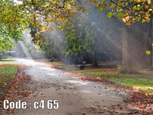 پوستر دیواری سه بعدی طرح جنگل