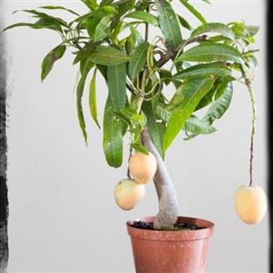 نهال انبه بذری پاکستانی درجه 1