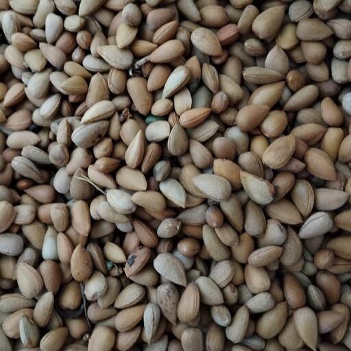 قیمت و خرید بادام تلخ کوهی (الوک)