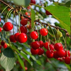 نهال گیلاس قرمز