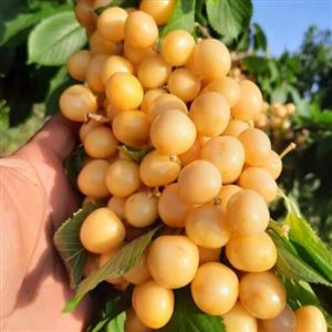 نهال گیلاس زرد اورمیه