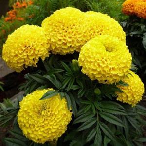 بذر گل جعفری 