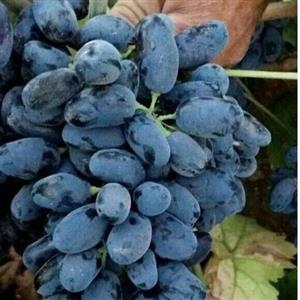 نهال انگور ترکمن 4 مویز بیدانه (حداقل ارسال 5 تا نهال هست) کمتر از 5 نهال ارسال نداریم