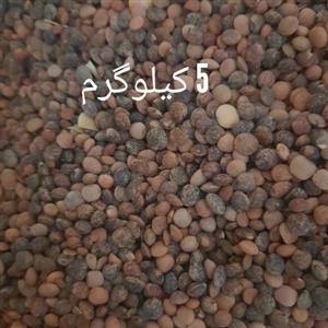 عدس سیاه درجه ۱ کرمانشاه