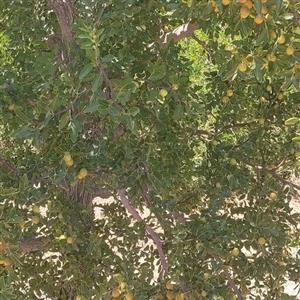 عناب کلپسه یا همون آبدار تازه نوبرانه تیرماه  1402