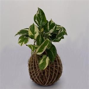 گل پتوس ارتشی کوکداما