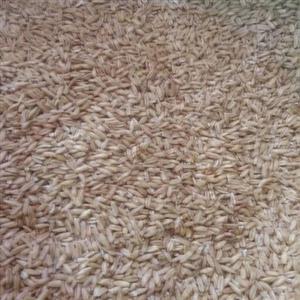 جو دو سر  محلی حاج علی ( یک کیلو گرم )