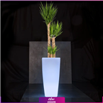 گلدان دکوراتیو نورانی ’16 رنگ’ همراه با یوکا سه شاخه (200 – 230 سانتی)