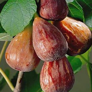 نهال انجیر گلابی ترکی