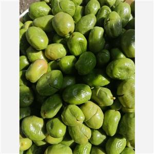 زیتون شکسته سنتی تلخ (5،5کیلویی) سوپر درشت باتضمین و کیفیت مستقیم بدون واسطه از باغدار کنیدزیتون سنتی